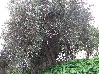 ivo di Motta-20110228 010